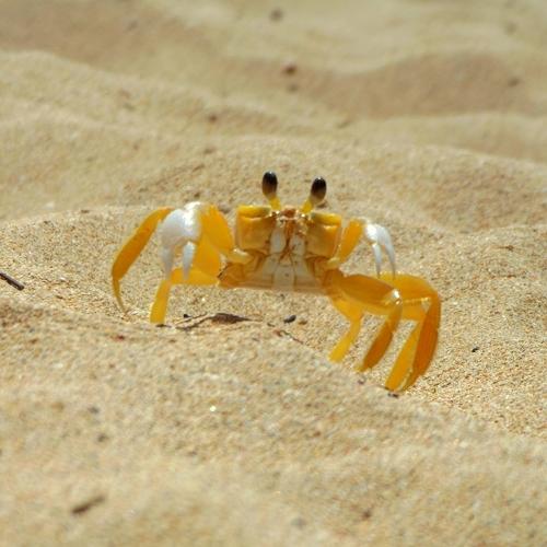 Cangrejo fantasma del atlántico.