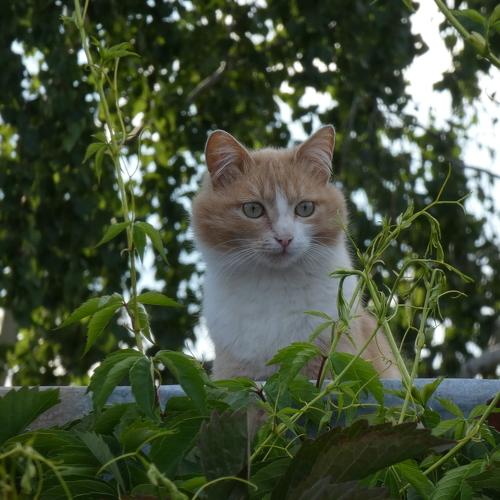 Photo #4993268