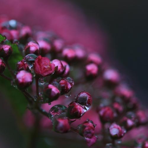 Photo #4993320