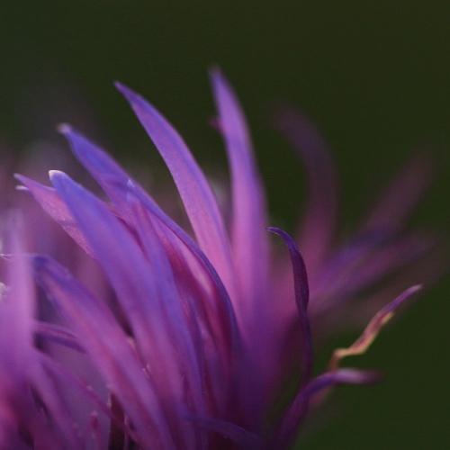 Photo #4993321