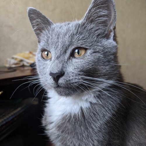 Photo #4993592
