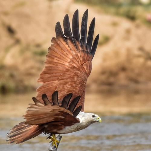 The Hunter