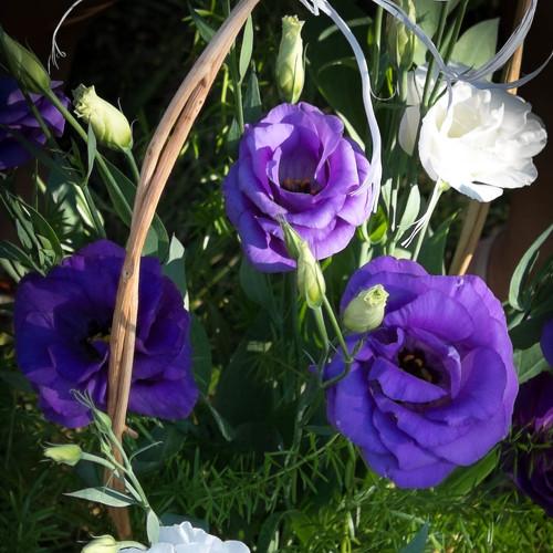 Photo #4994216