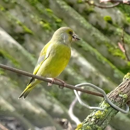 Photo #4994407