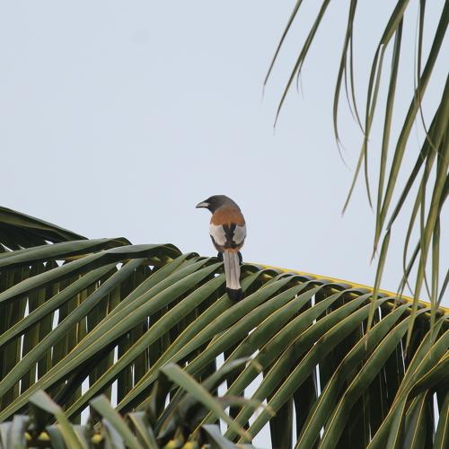 Photo #4995499