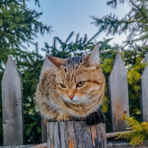 Взгляд хищника