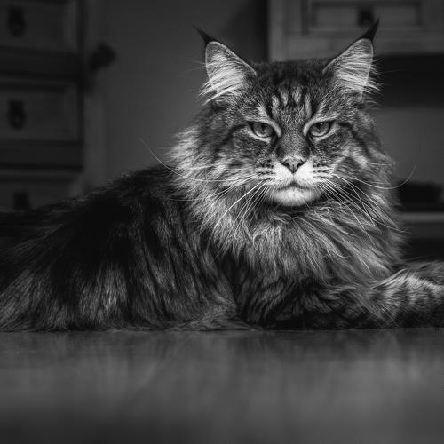 Photo #4996361