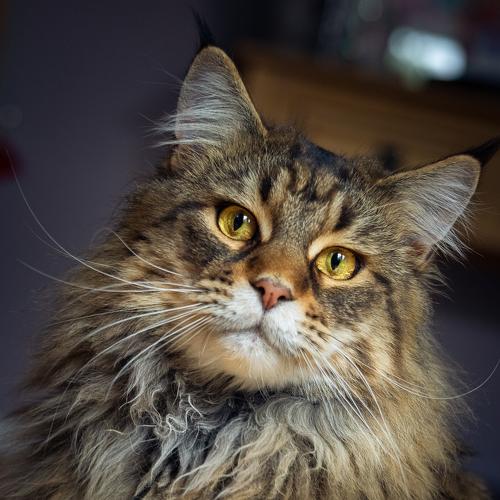 Photo #4996364