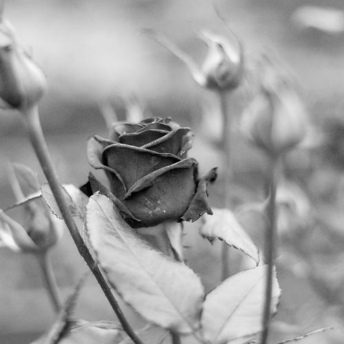 Photo #4997097