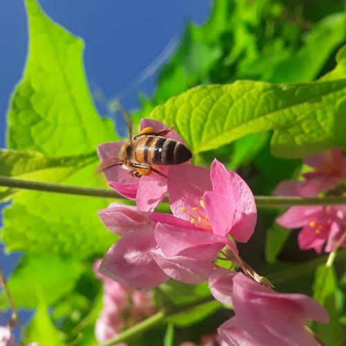 Bee Working\La productrice