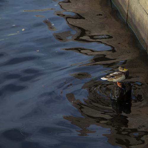 Photo #4997665