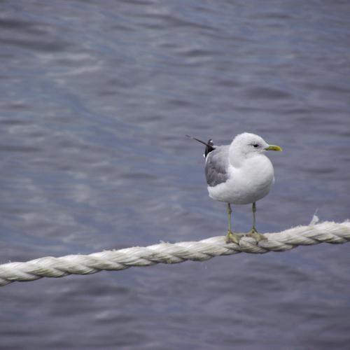Photo #4997667