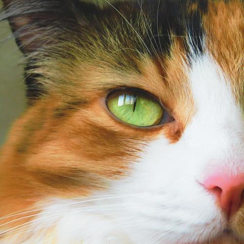 Photo #4998448