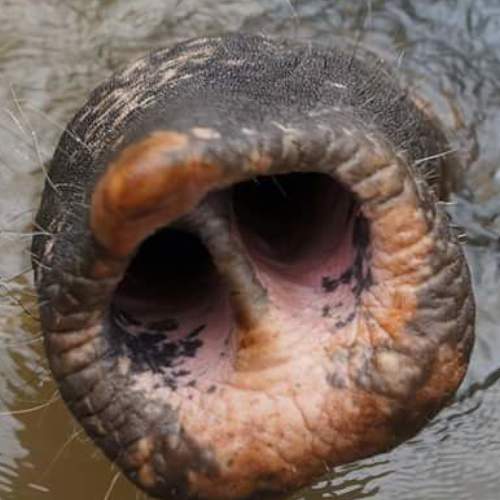Nilami the elephant