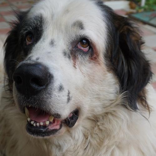 Photo #4999125