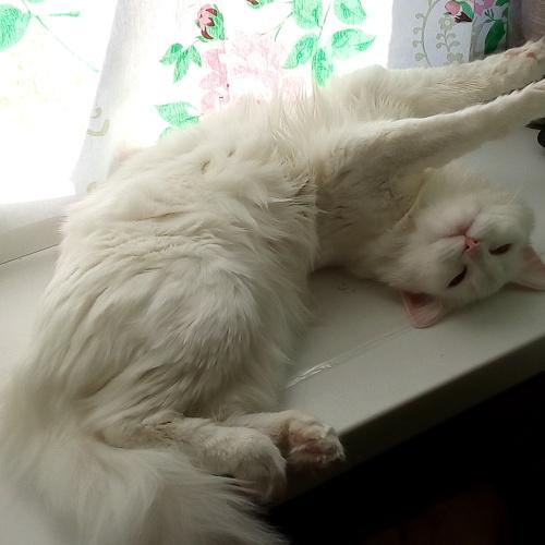 Photo #4999289