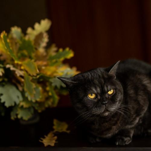 Photo #4999928
