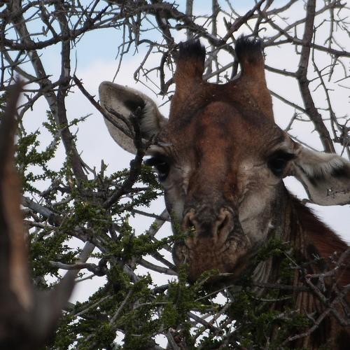 Photo #4999972