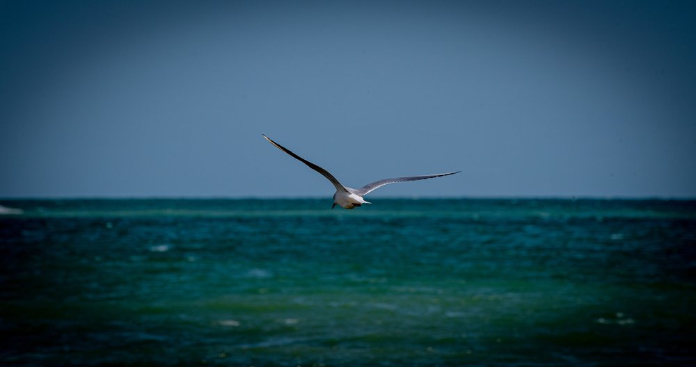 Photograph by Neacșu Marius