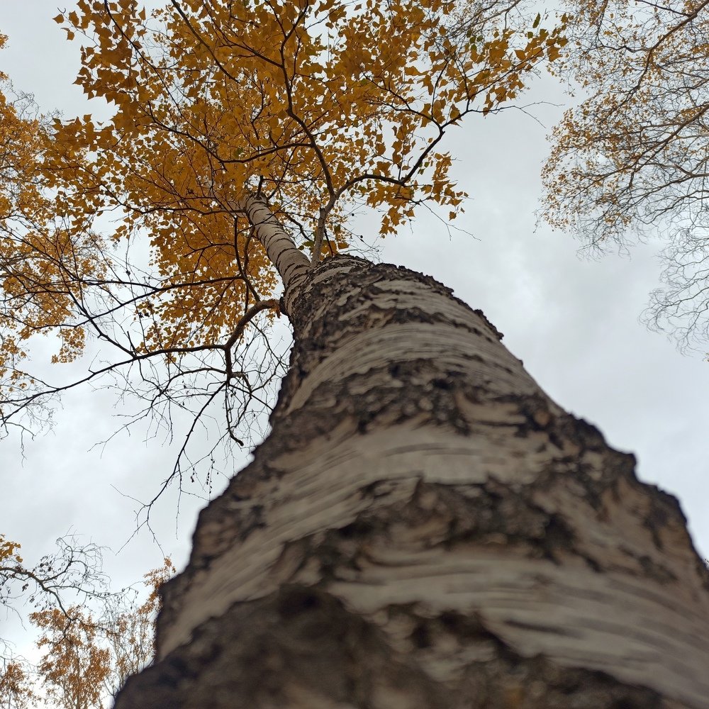 Photograph by Сергей Ефименко