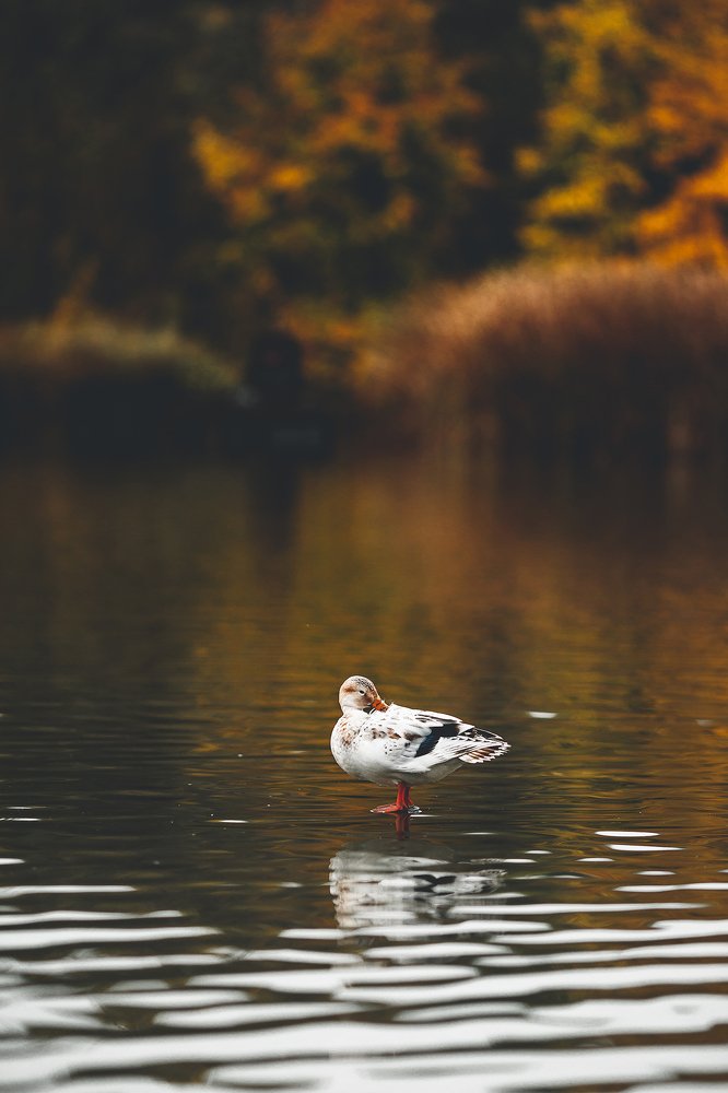 Photograph by R Marshall