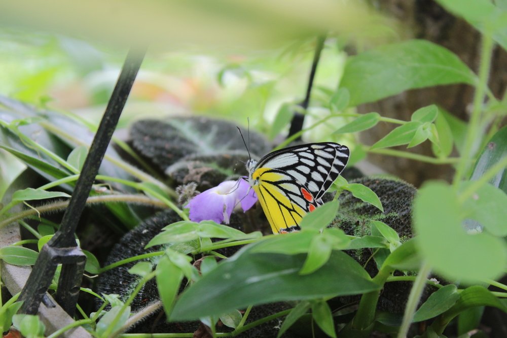 Photograph by Pramod Silva