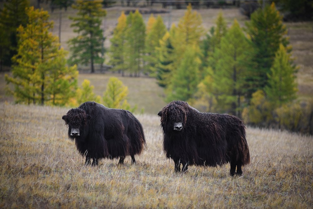 Фотография автора Иван Мерко