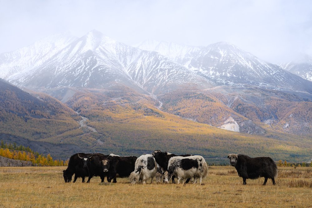 Фотография автора Иван Мерко