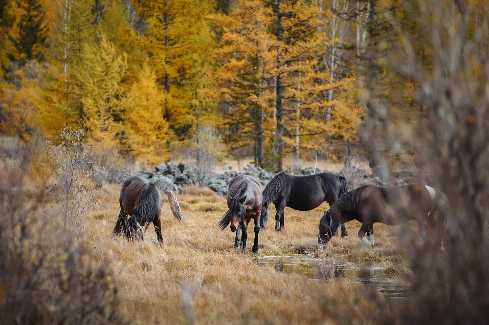 Фотография автора Иван Мерко