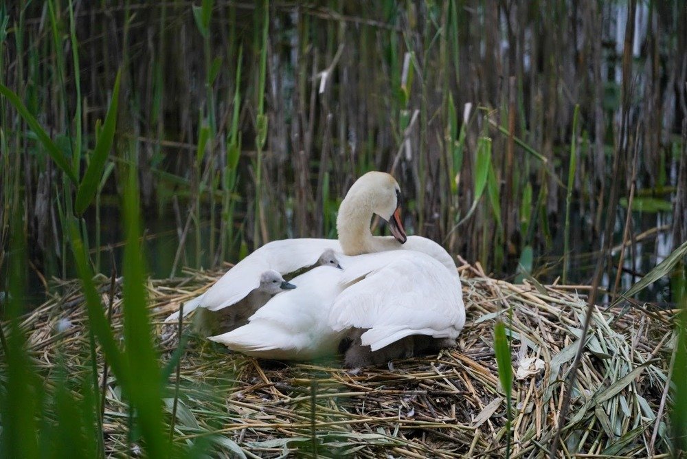 Photograph by Надежна Пожитонова