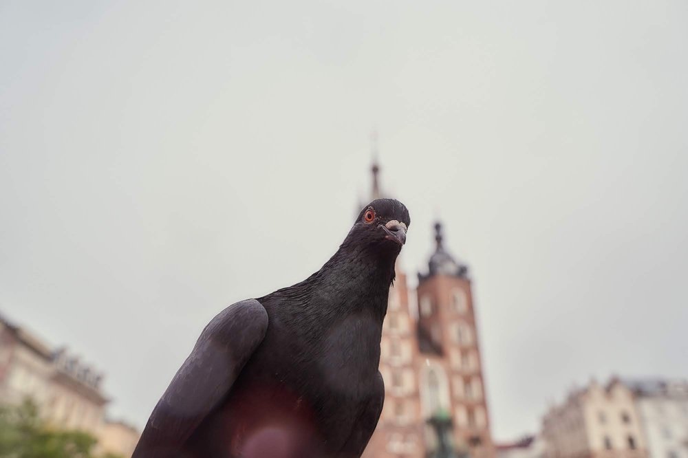 Photograph by Надежна Пожитонова