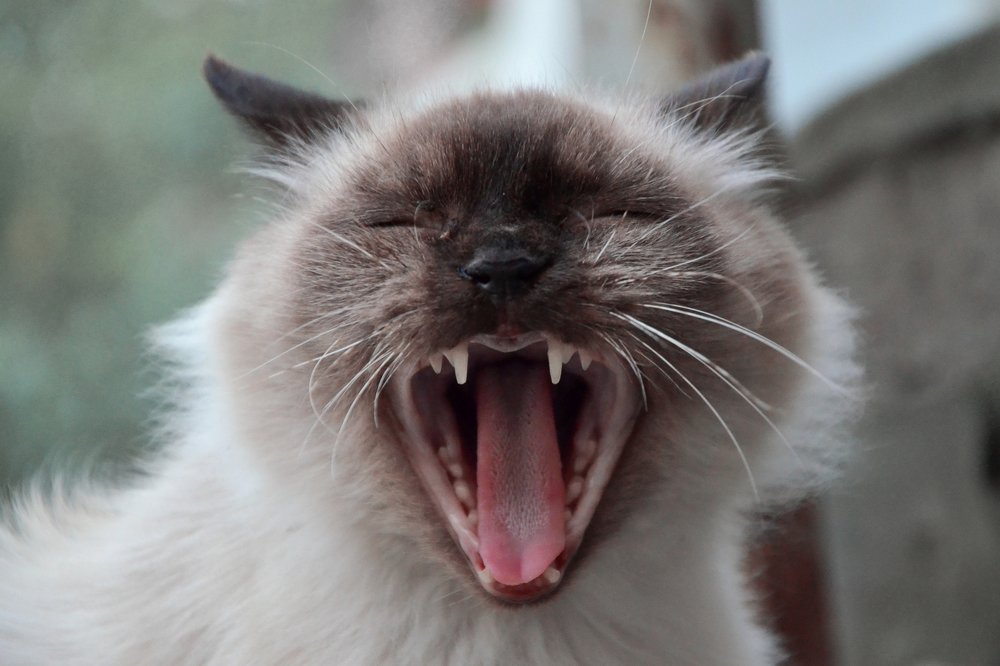 Фотография автора Анна Пикаленко