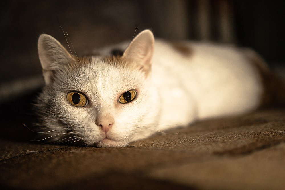 Кошачий гипноз