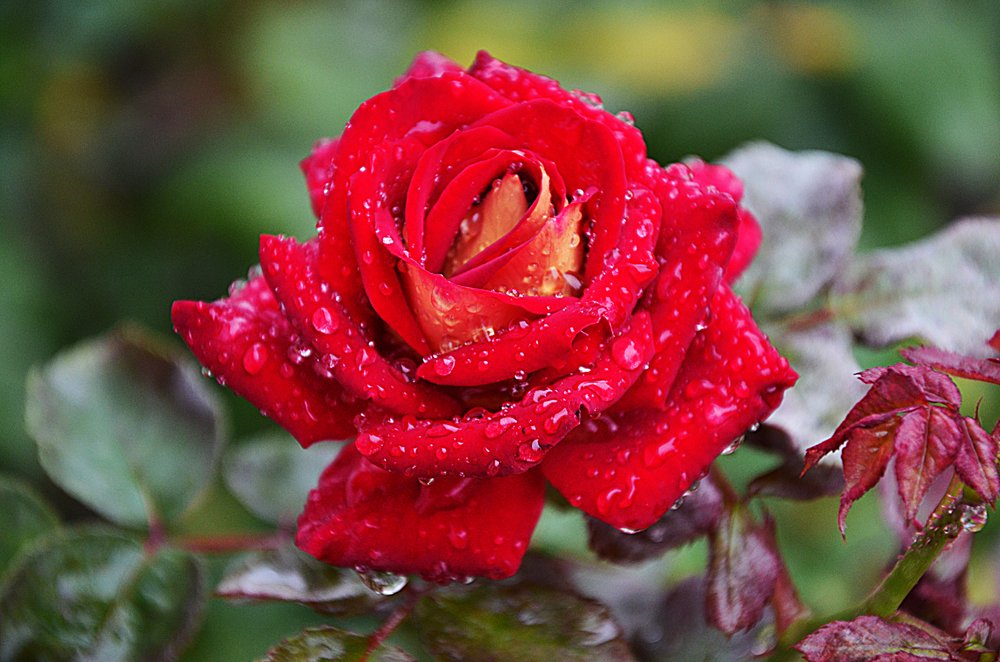 Холодным дождливым утром...