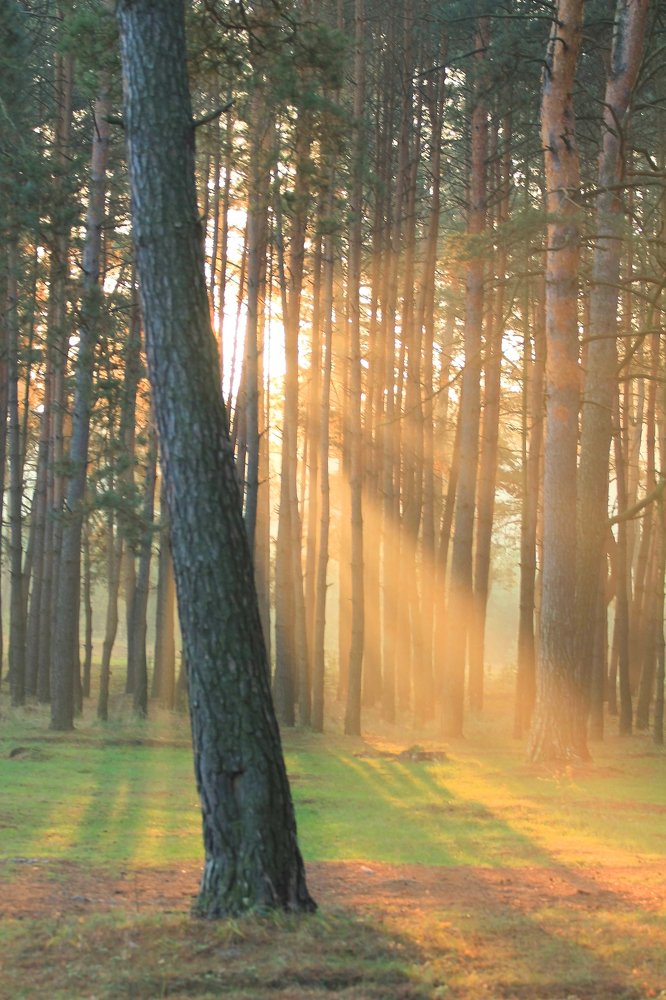 Дыхание ноября