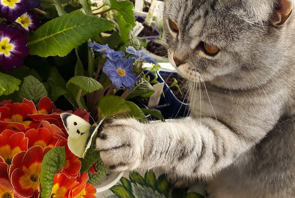 Первая бабочка