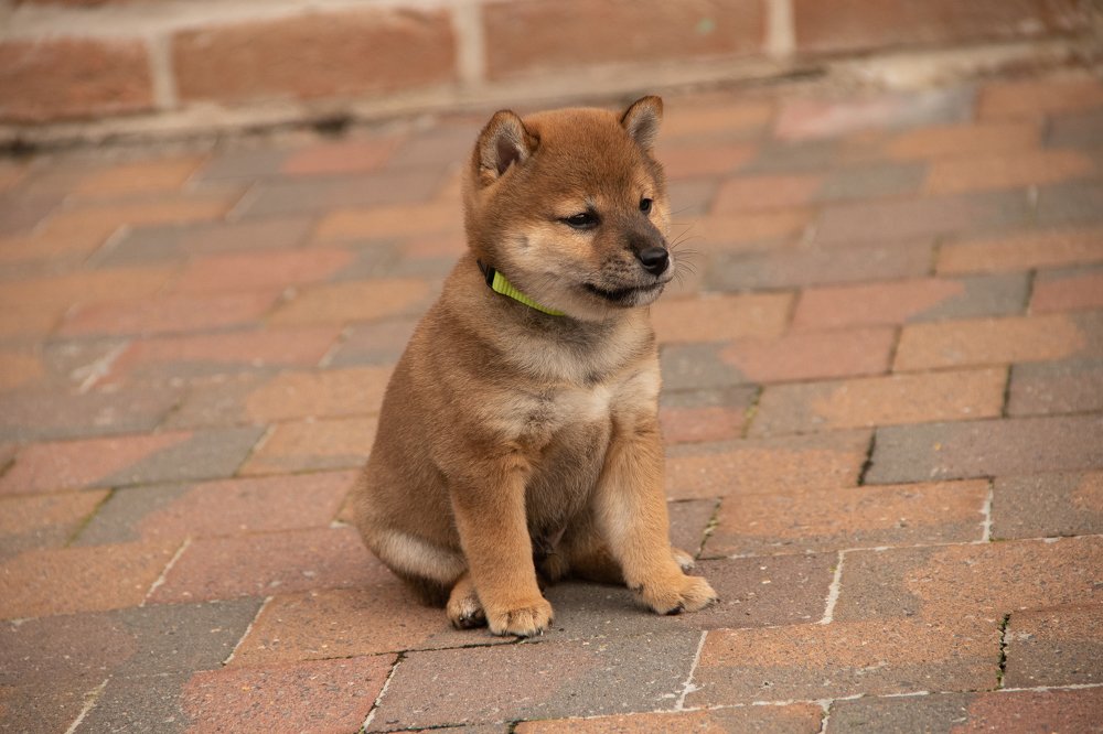 Photograph by Saskia Termote