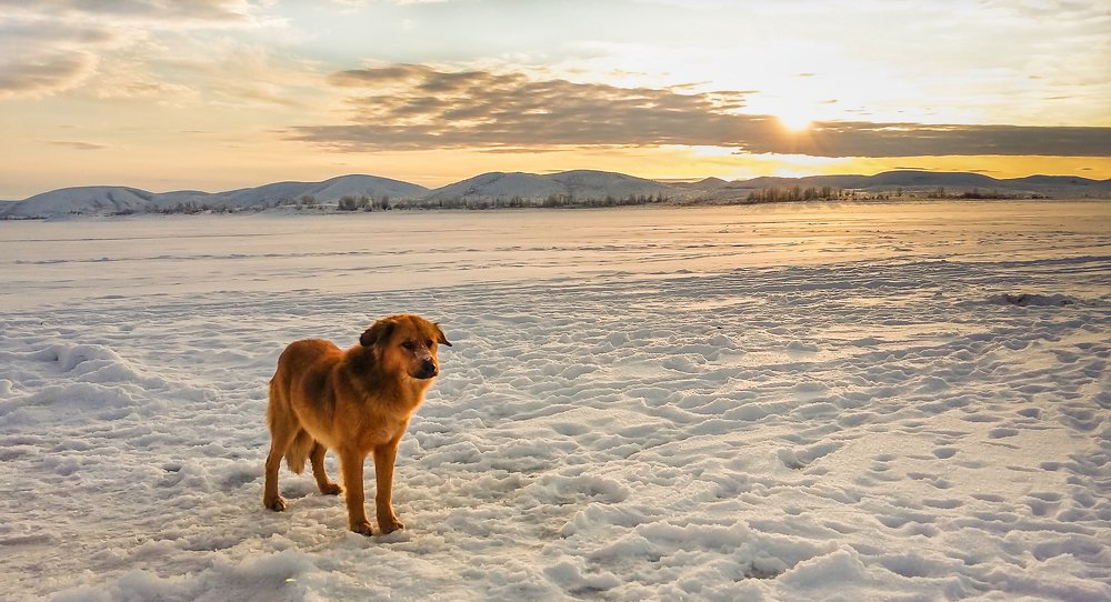 Жил, был пес