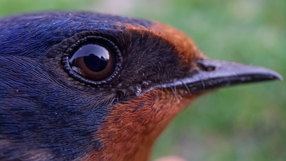 Фотография автора Назарий Гандей