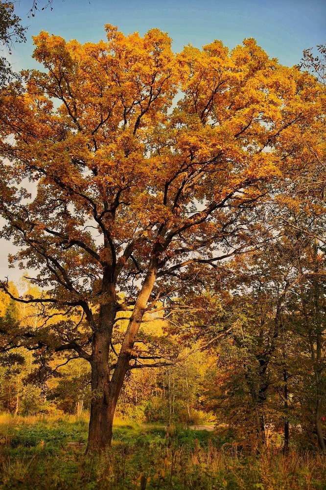 Photograph by Елена Румянцева