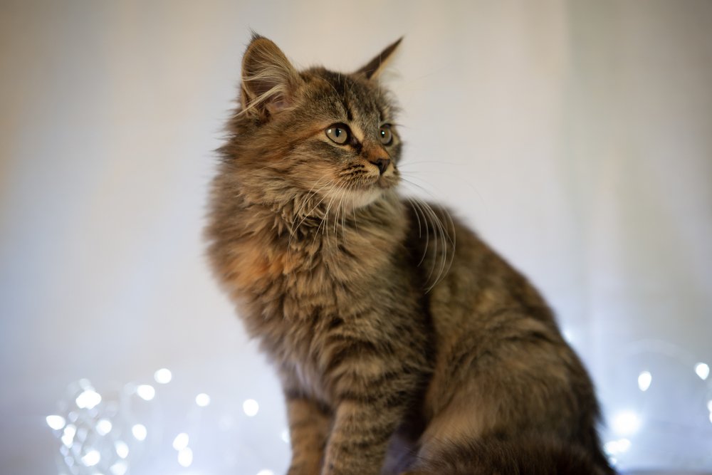 Фотография автора Анна Пикаленко