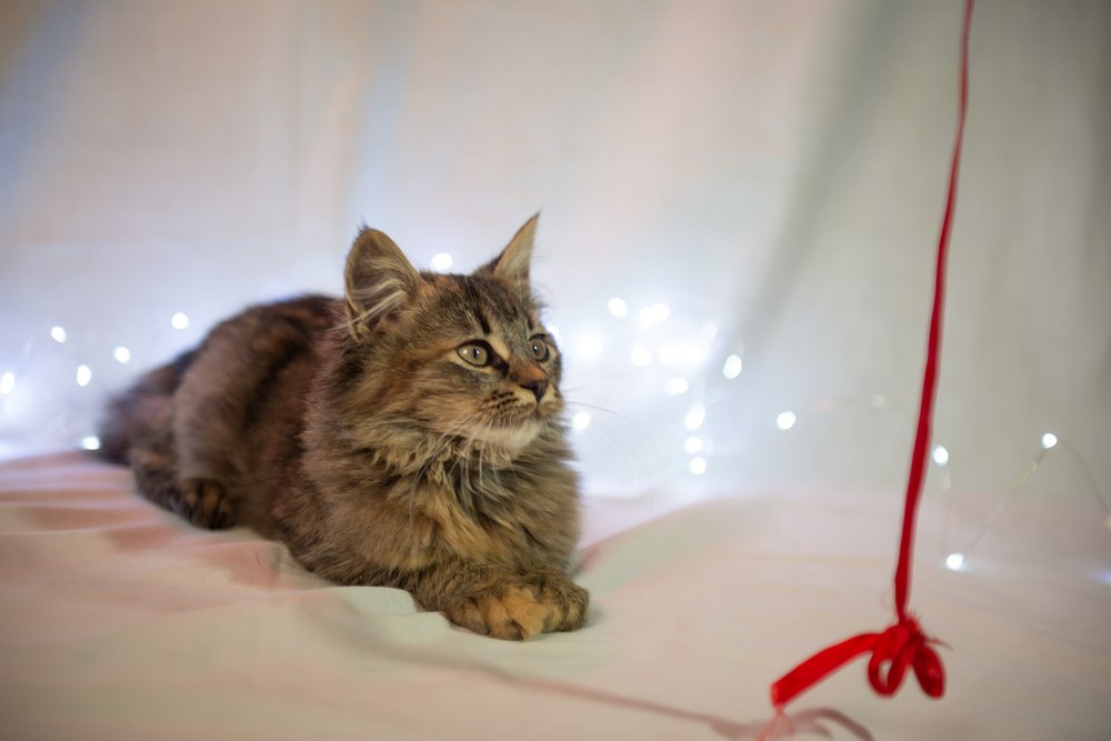 Фотография автора Анна Пикаленко