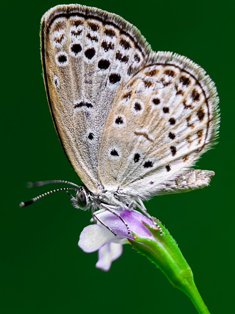 Patterns on wings