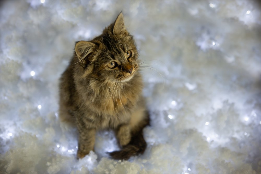 Фотография автора Анна Пикаленко