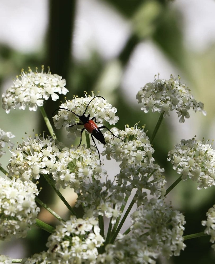 Фотография автора Hoda Esmaili