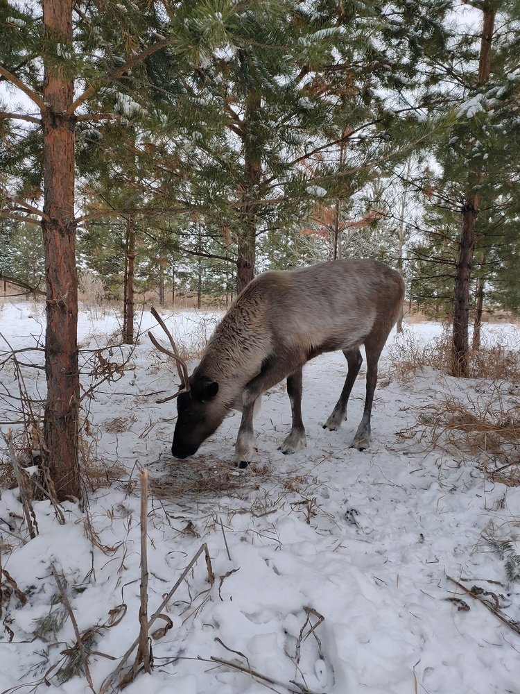 Photograph by Светлана Гринцова