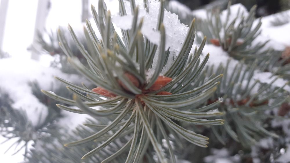 Фотография автора Елена Лещева