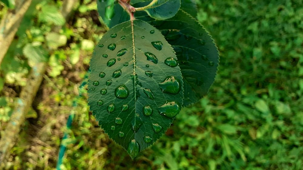 Фотография автора Елена Лещева