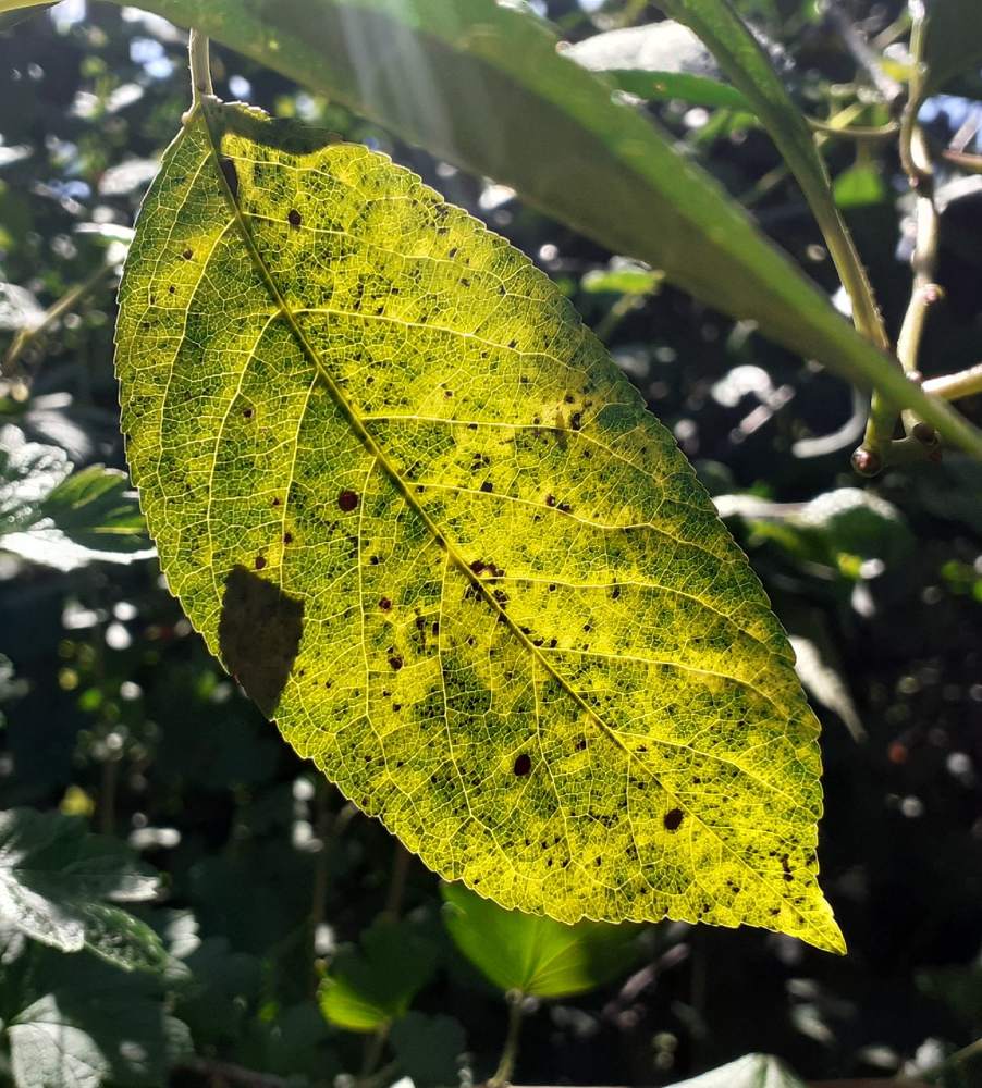 Фотография автора Елена Лещева