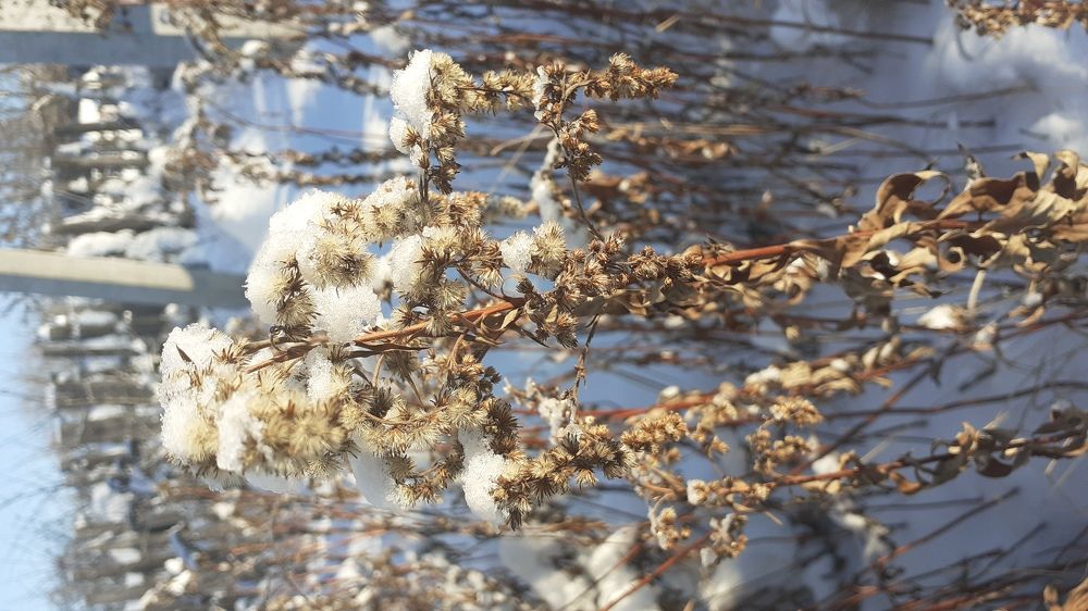 Фотография автора Елена Лещева